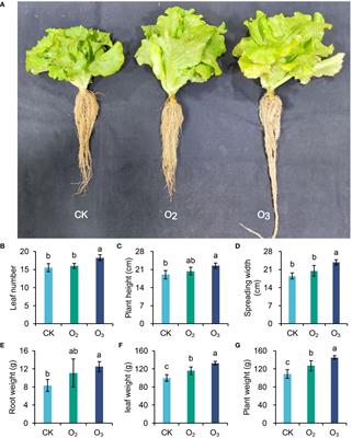 Effects of micro/nano-ozone bubble nutrient solutions on growth promotion and rhizosphere microbial community diversity in soilless cultivated lettuces